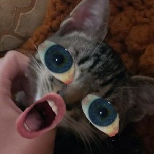 Meet your Posher, Student violet